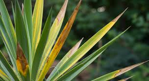 Why Is My Yucca Turning Yellow? Tips for Healthy Growth