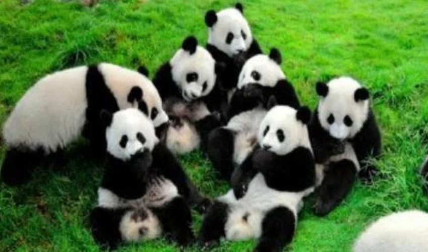 Top Family-Friendly Adventures: 7 Sichuan Attractions You Can’t Miss